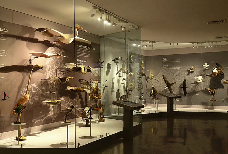 Interior del Museo de las Aves